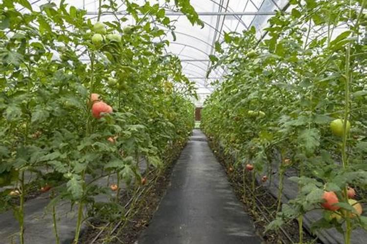 如何施用？钙肥有哪些种类？