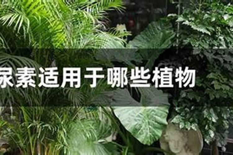 芦荟用什么肥料长得快