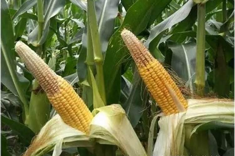 玉米什么时候打芸苔素