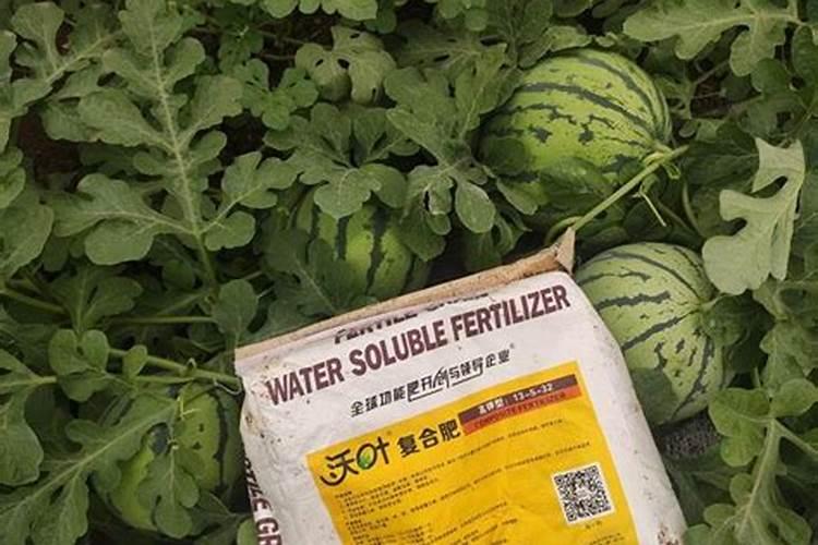 西红柿上啥肥料膨果快