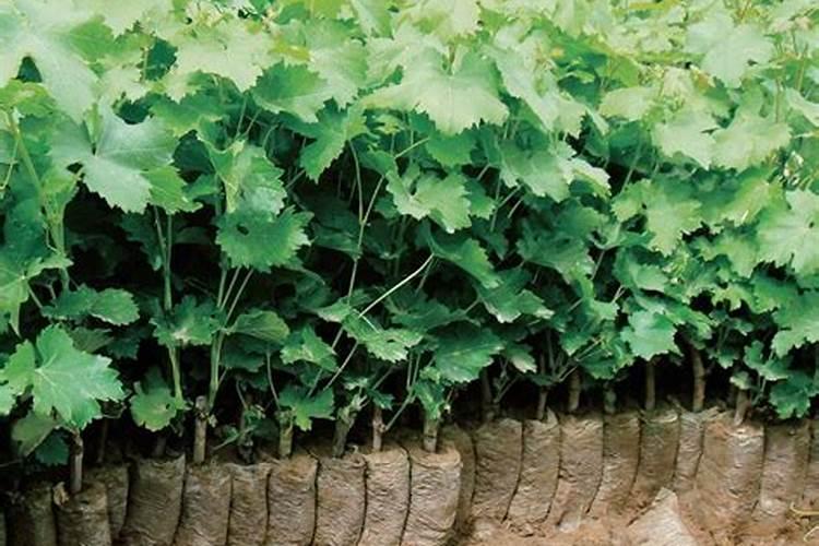 扦插葡萄多久用肥