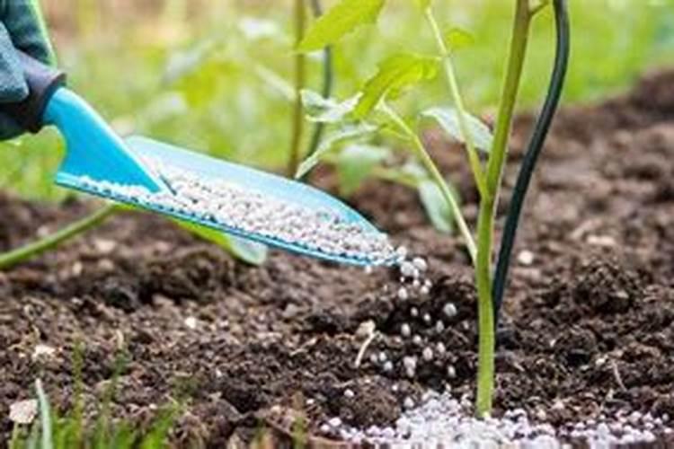 西红柿什么时候追肥合适