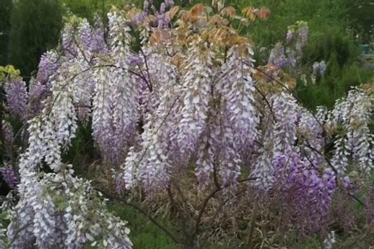 大豆用什么复合肥好