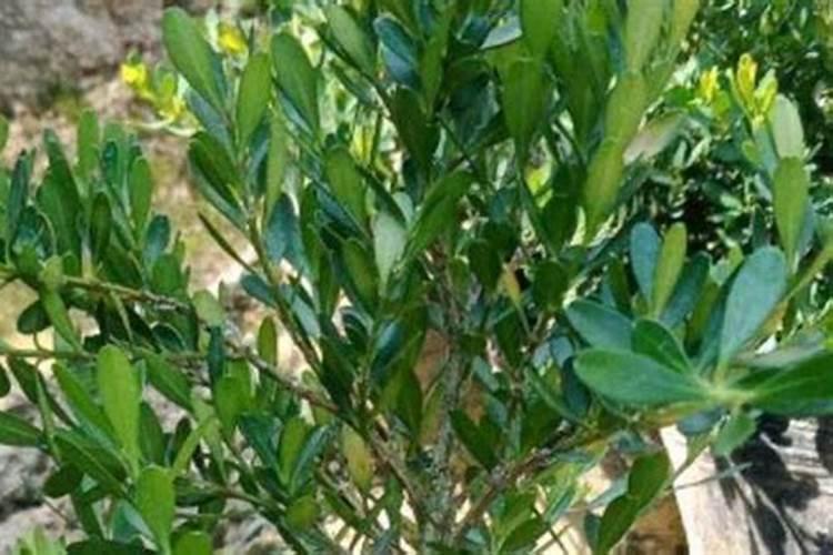 有机肥属于哪个行业