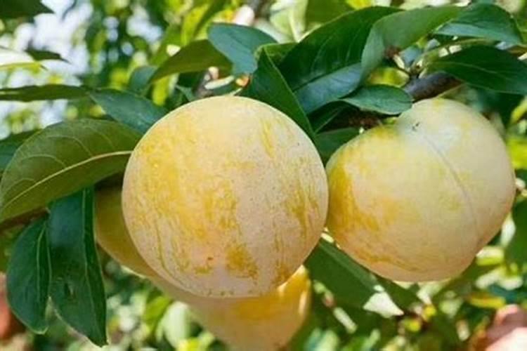 种植綦江奈李要怎么施肥才好？