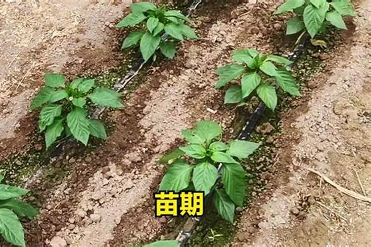 水稻钾肥的正确使用方法