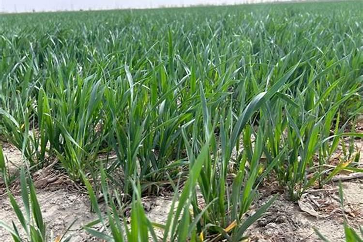 小麦硼肥的最佳使用时期