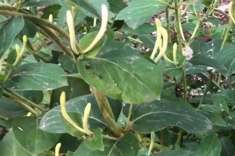 种植金银花四季该如何施肥？