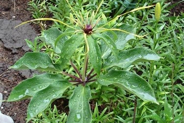 多效唑能用于花椒收老吗