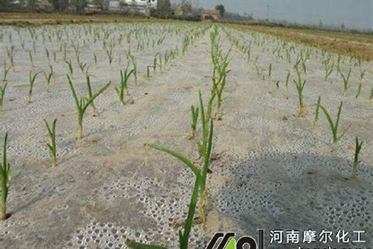 棉花打顶后喷施的最好的叶面肥