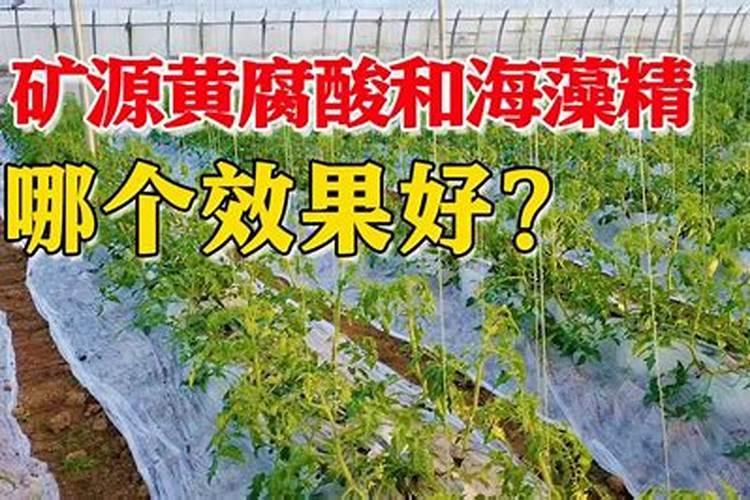 海藻精对植物的作用