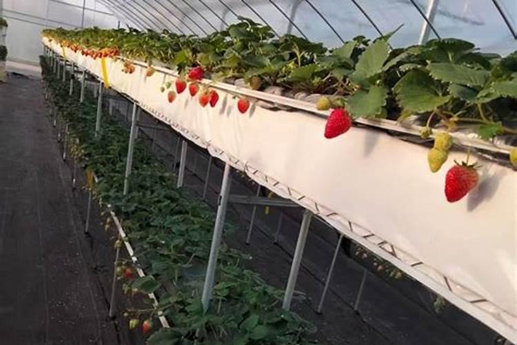 葡萄拉穗后多长时间能打药？