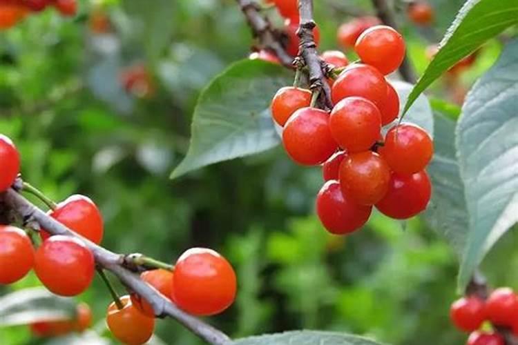 樱桃树底肥用什么肥料比较好？