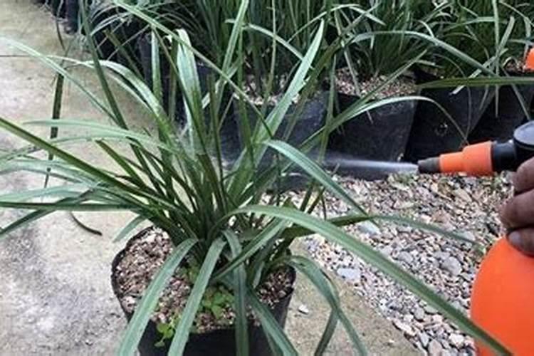 水溶肥知名品牌有哪些？