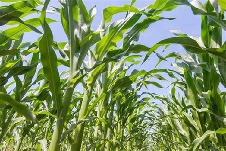 天脊16620硝酸钾水溶肥的批发价格是多少？