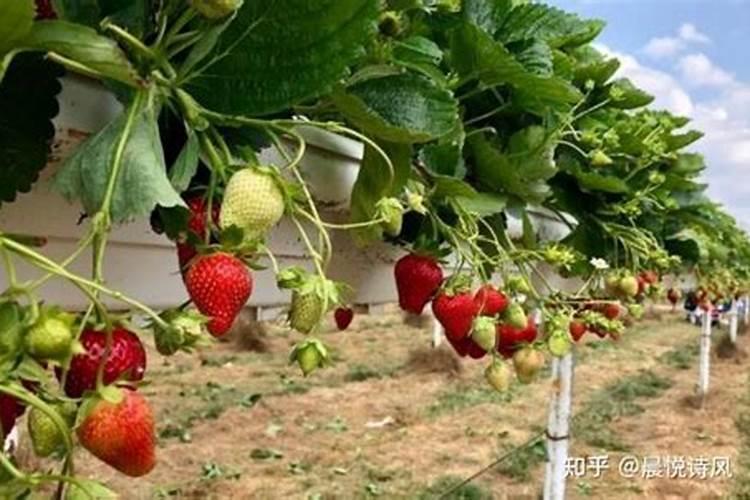 草莓用露娜森应该注意什么