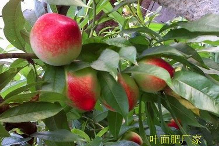 水稻拔节肥是什么肥