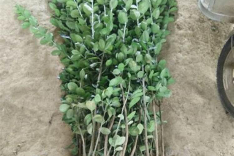 小叶冬青盆景小叶冬青