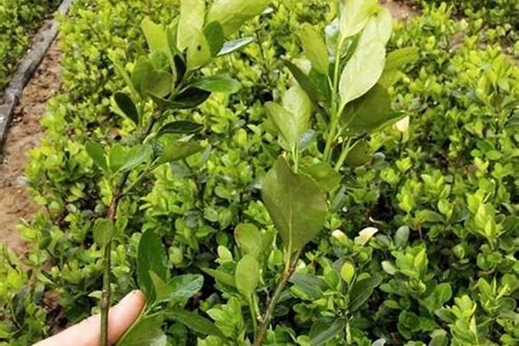 冬青树的种植方法 冬青树图片