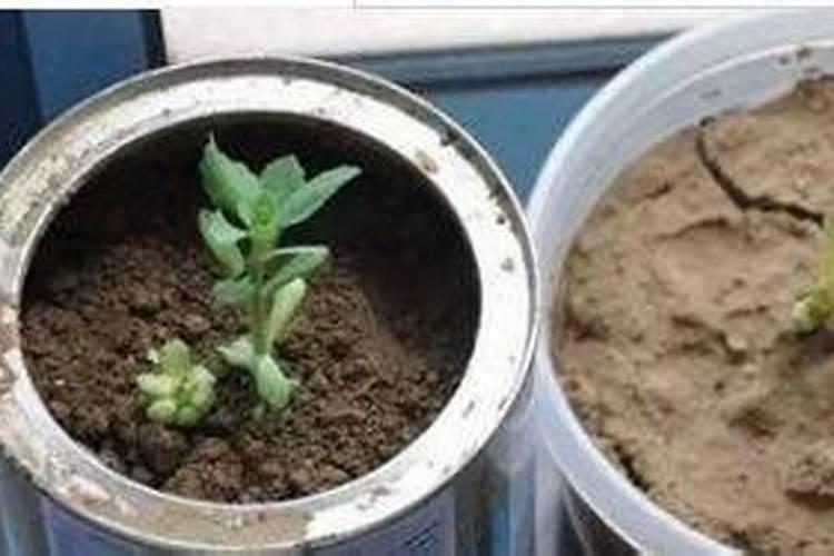 花盆的土板结浇醋行吗？