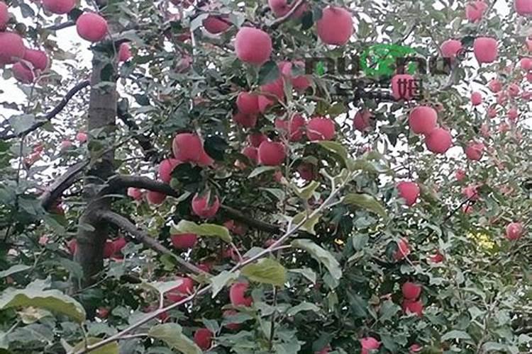 槟榔施什么肥保果