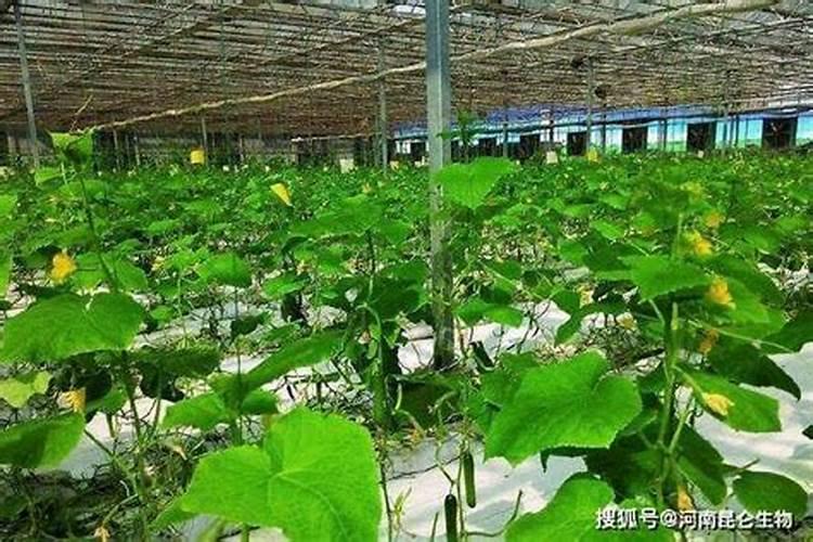 含氨基酸水溶肥和磷酸二氢钾一起能打不