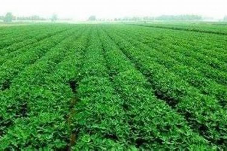 什麽药物能促进植物生根