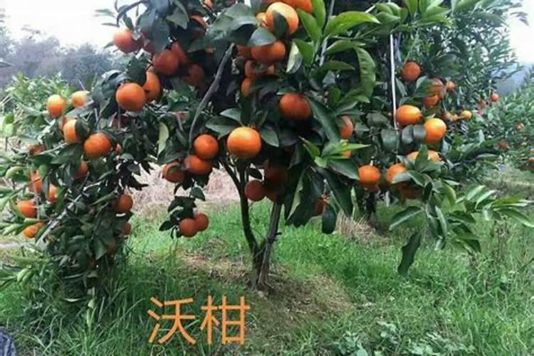 沃柑结果后一般高产几年？