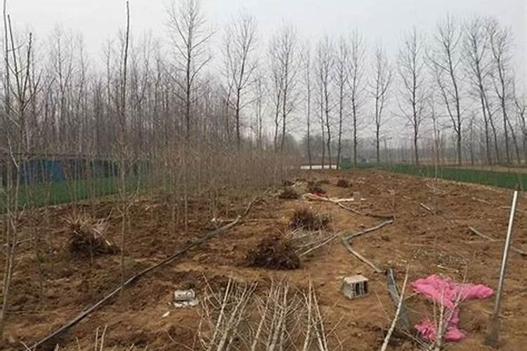 水稻施磷肥有什么作用