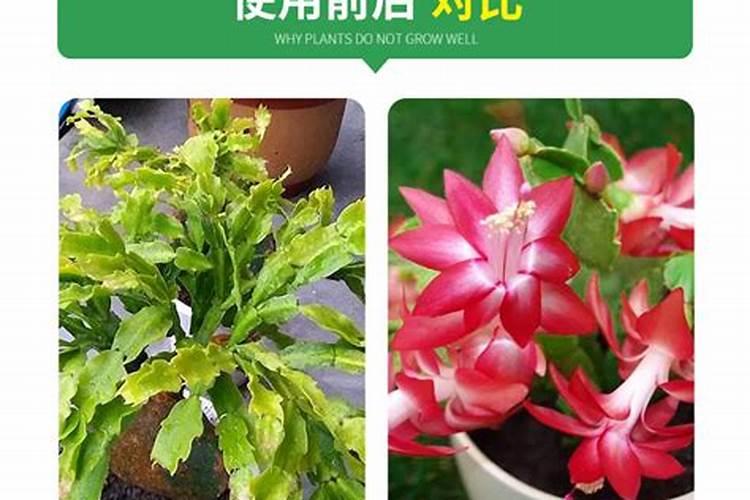 蟹爪兰用什么肥料好