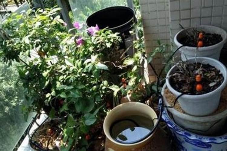 氮肥可以兑水浇花吗