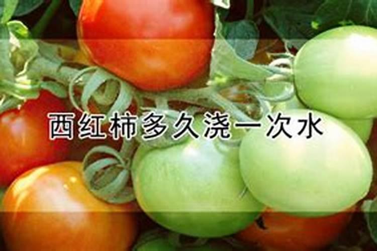 西红柿有干裂怎么办