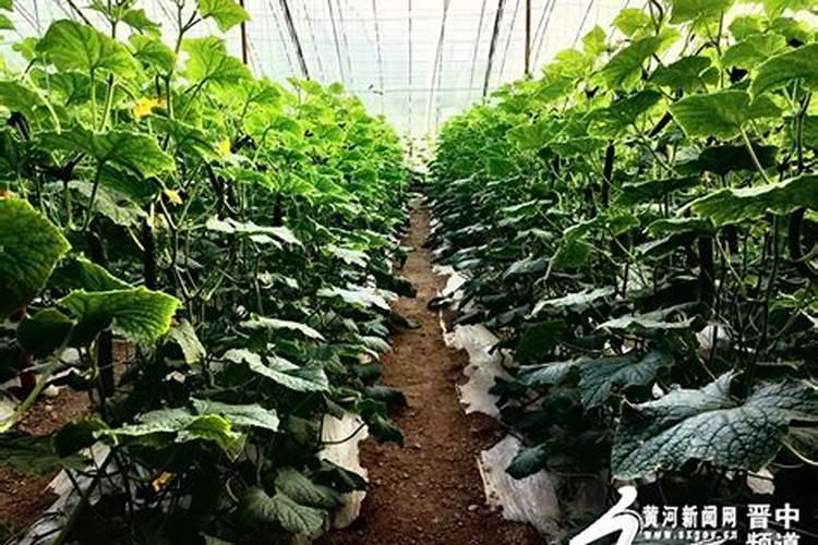 种黑麦草一亩地需要多少种子