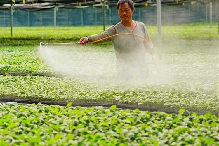 喷完茄子黄萎药,5天能碰磷酸二氢钾吗