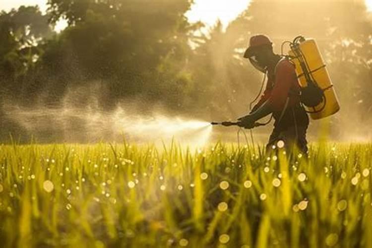 大葱先打药还是先打叶面肥