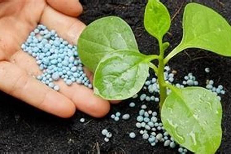 种小麦肥料每一亩是多少