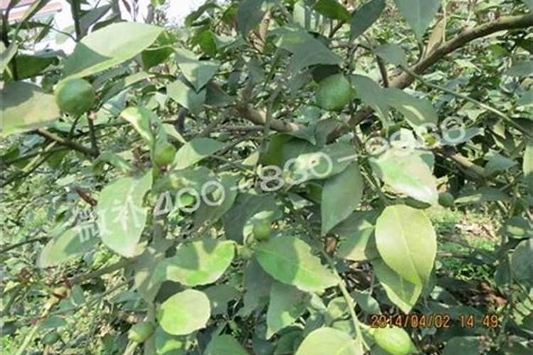 种小麦一亩地用多少复合肥