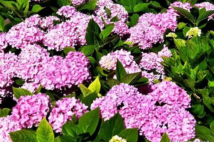 绣球花怎么施肥才能长得好