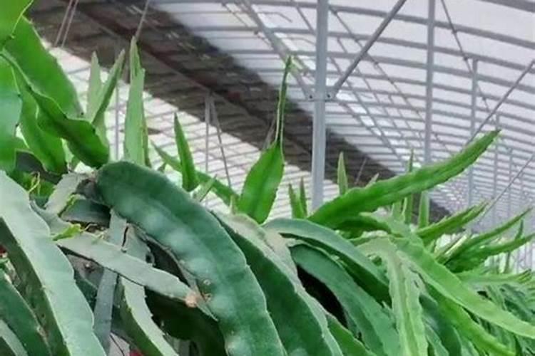 发财树浇水的正确方法 怎么给发财树浇水施肥