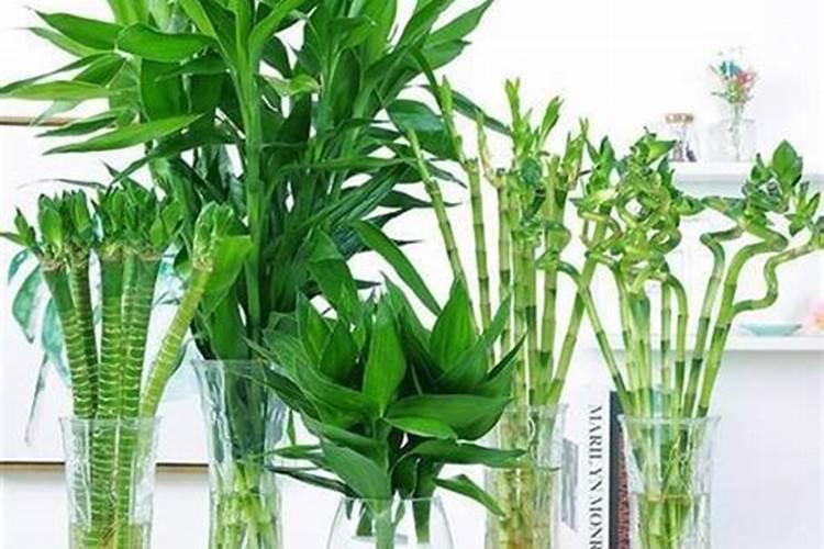 中量元素有哪些,对作物有什么作用,如缺乏有什么症状？