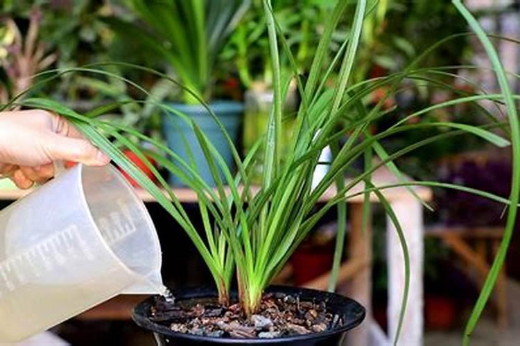 兰花两年不开花,就在今年秋天,还不抓住最后一茬建兰花!