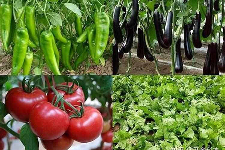 硝酸钙肥料使用方法