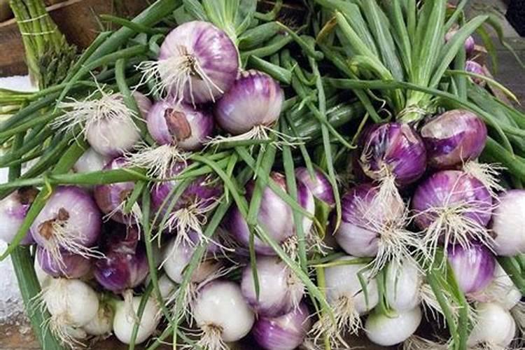 洋葱是忌氯作物吗