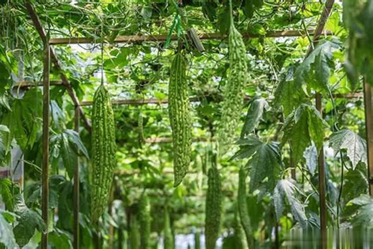 苦瓜苗移栽后怎样管理