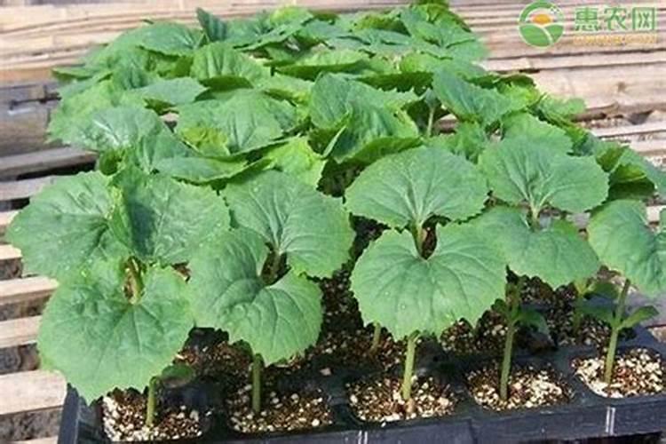 苦瓜如何科学追肥与灌溉