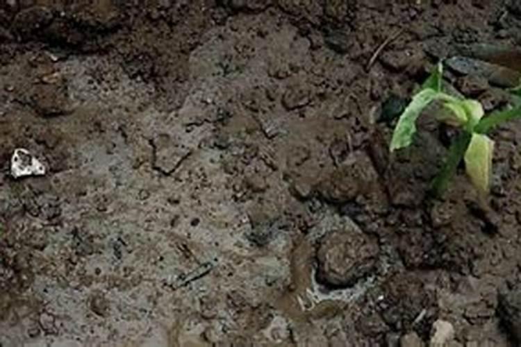 苦瓜施肥时间,施肥方法,施肥注意事项