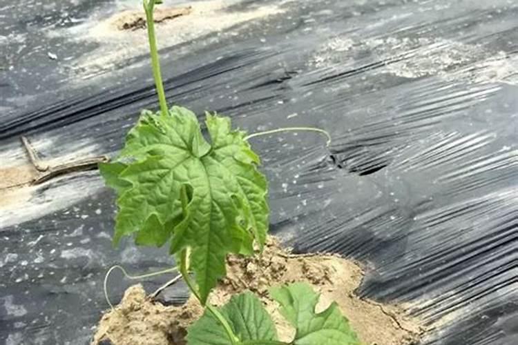 苦瓜施肥的正确方法
