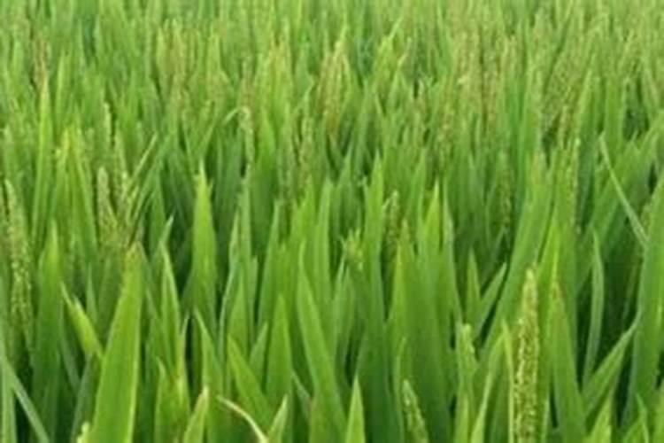 水稻缺少钾肥,锌肥会出现哪些症状