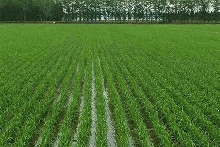 东北黑土地水稻种植需要施肥吗