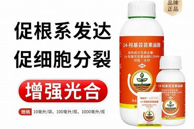 番茄种植需要每天浇水吗